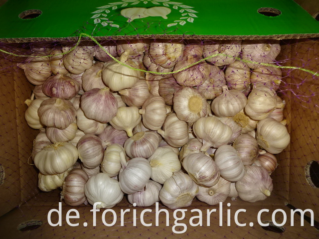 Normal White Garlic